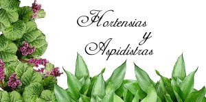 hortensias-y-aspidistras