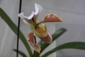 susana orquídea