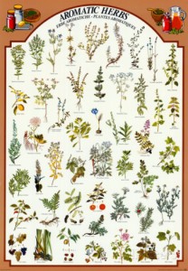 aromatic-herbs
